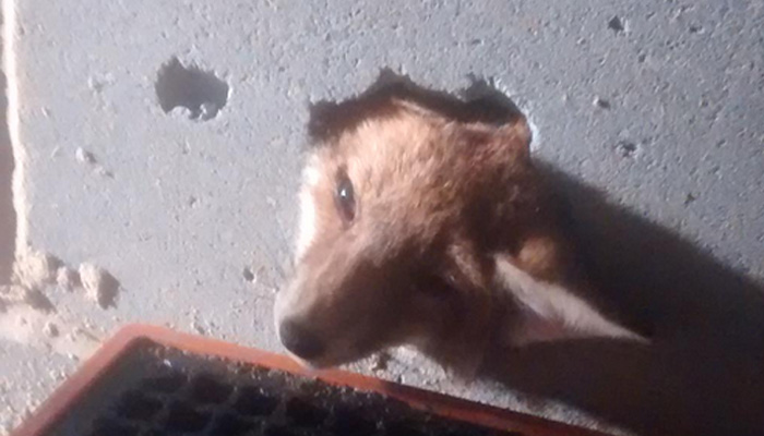 A fox cubs face sticking out of a concrete wall