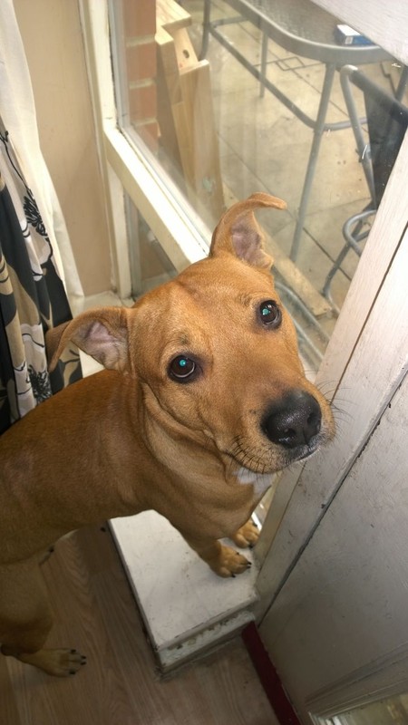 Dog looking directly into the camera and standing on a step