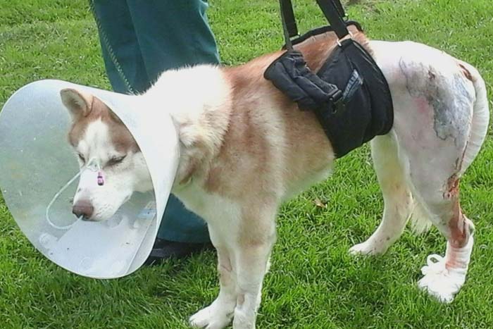 Max the husky outside on the grass with a medical cone on his head, the lower half of his body is shaved dues to his injuries