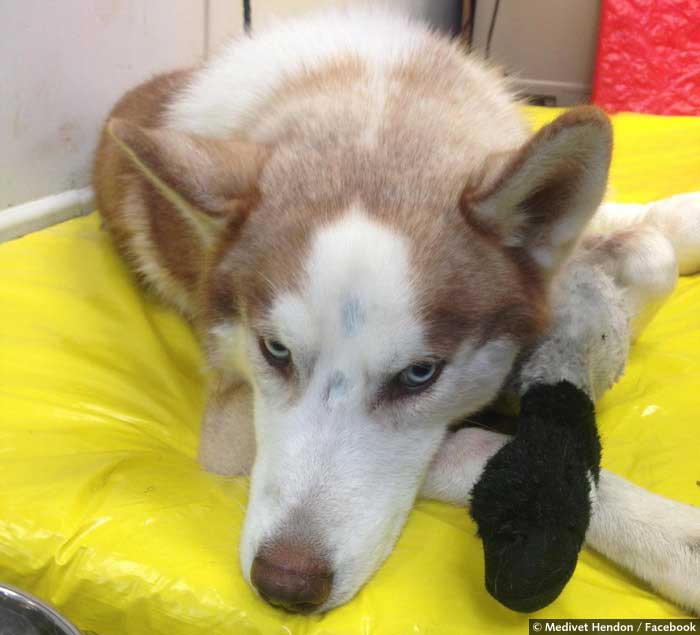 Max the husky lying on a yellow dog bed with his paw bandaged 