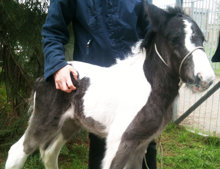 Steve the foal.