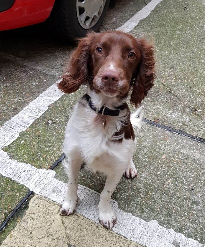 Fire investigation dog Watson