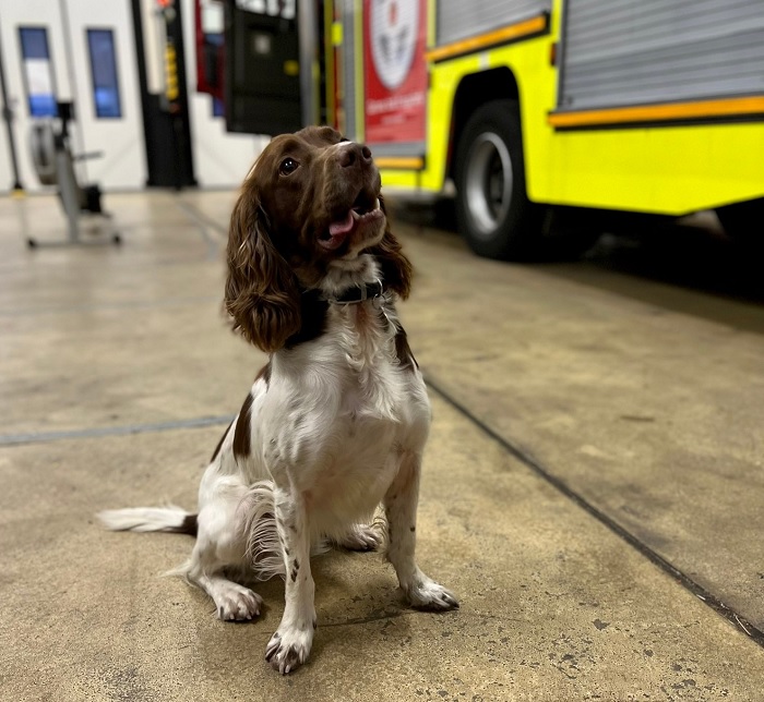 Fire Dog Watson sitting in front of fire engine