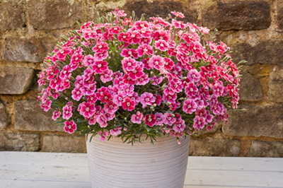 A pot of Electric Dreams - bright pink flowers