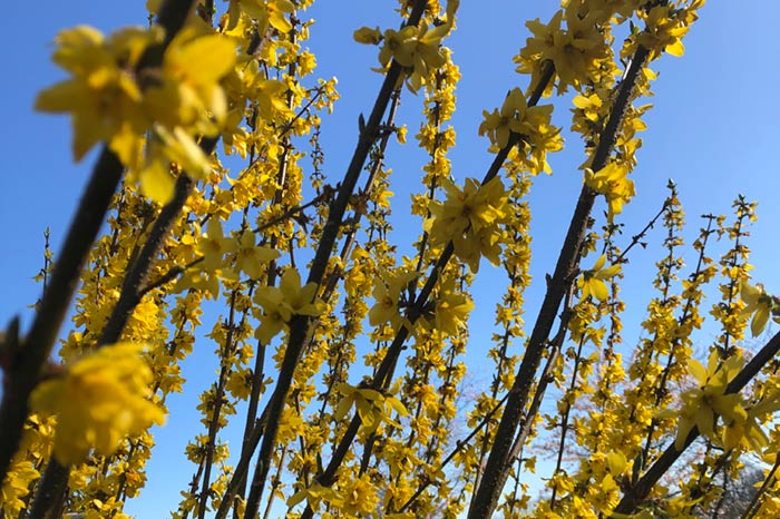 Forsythia against a blue sky