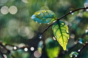 Rainfall on leaves