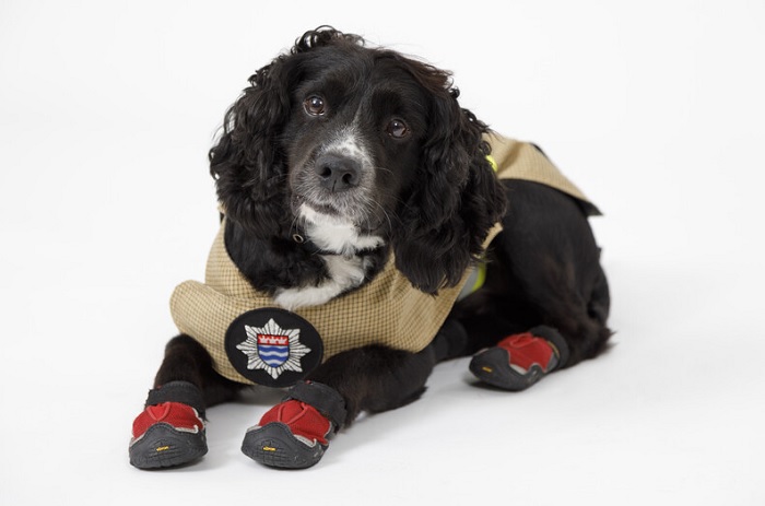 Fire investigation dog Sherlock where his tunic and fire boots