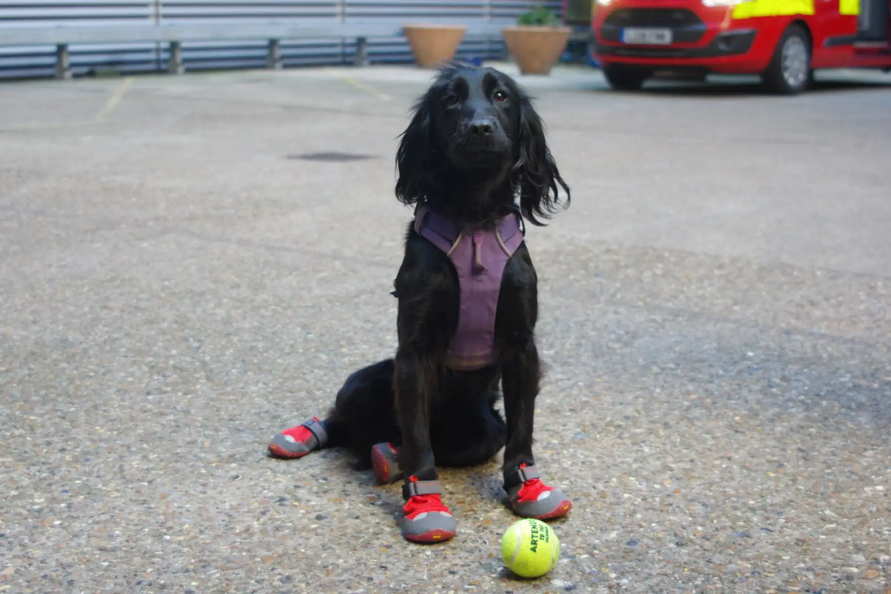 Smokey, the goodest girl in the LFB wearing her little boots (which stop her from getting burnt beans) with her favourite tennis ball